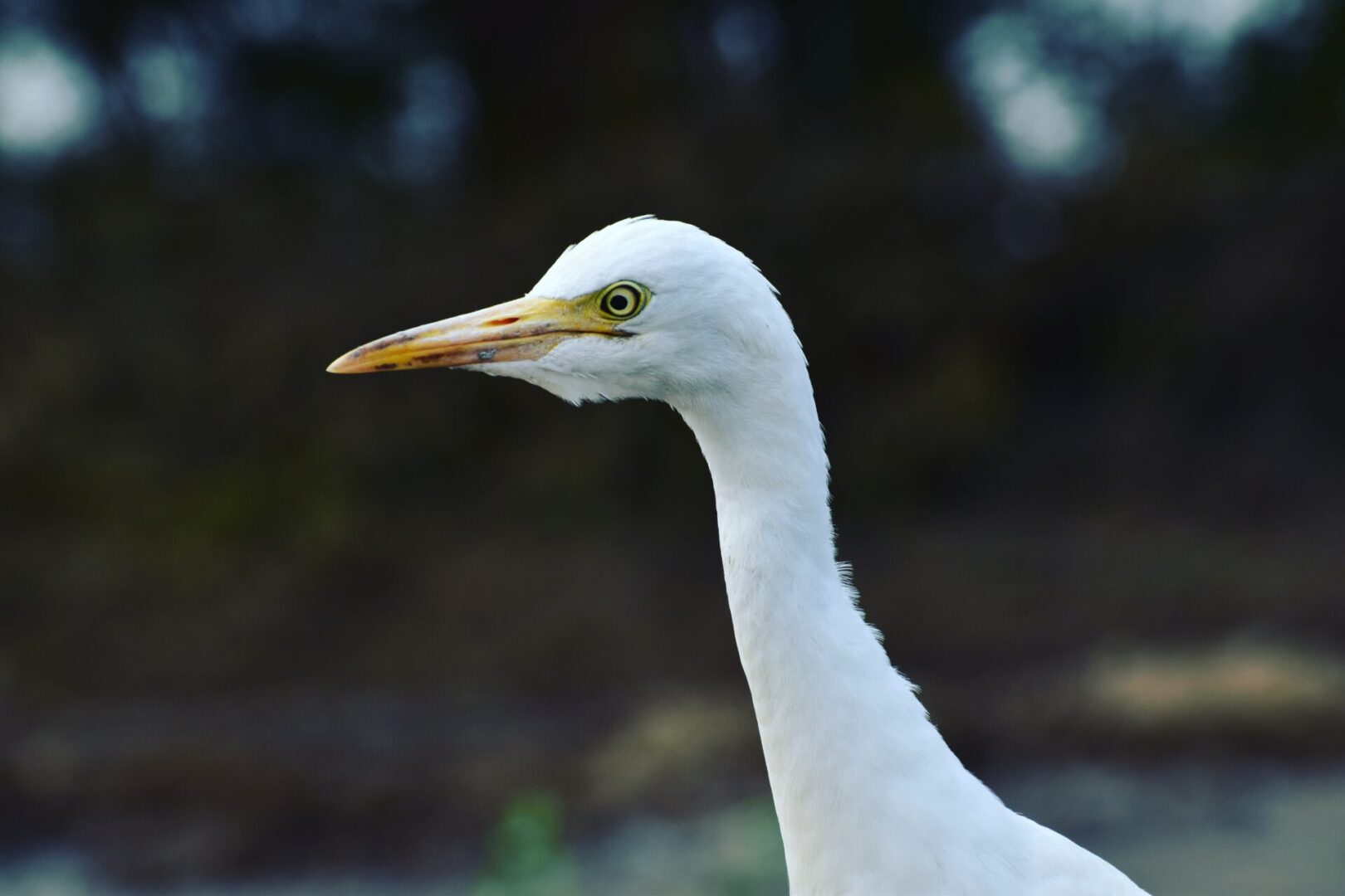 close-up-photo-of-great-egret-1624529